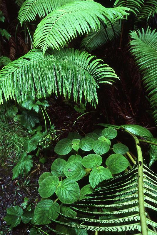 WT 0069 001-19 Hawaii.jpg